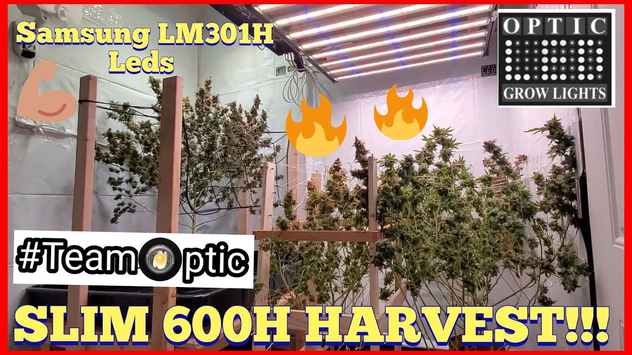Slim 600h LED Harvest - 1 of 5 Plants Harvested - Optic6 Gen4 Dimmable Shines in the big moment