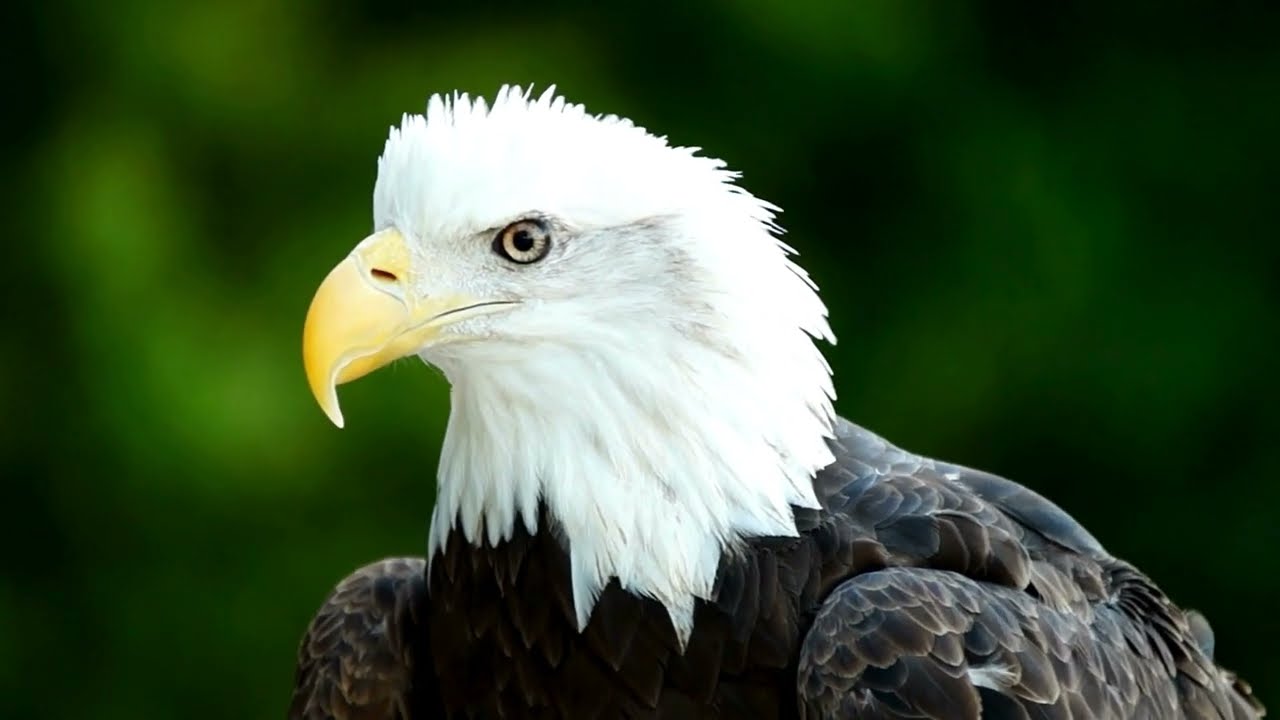 Meet the Bald Eagle!  Fun Facts for Kids