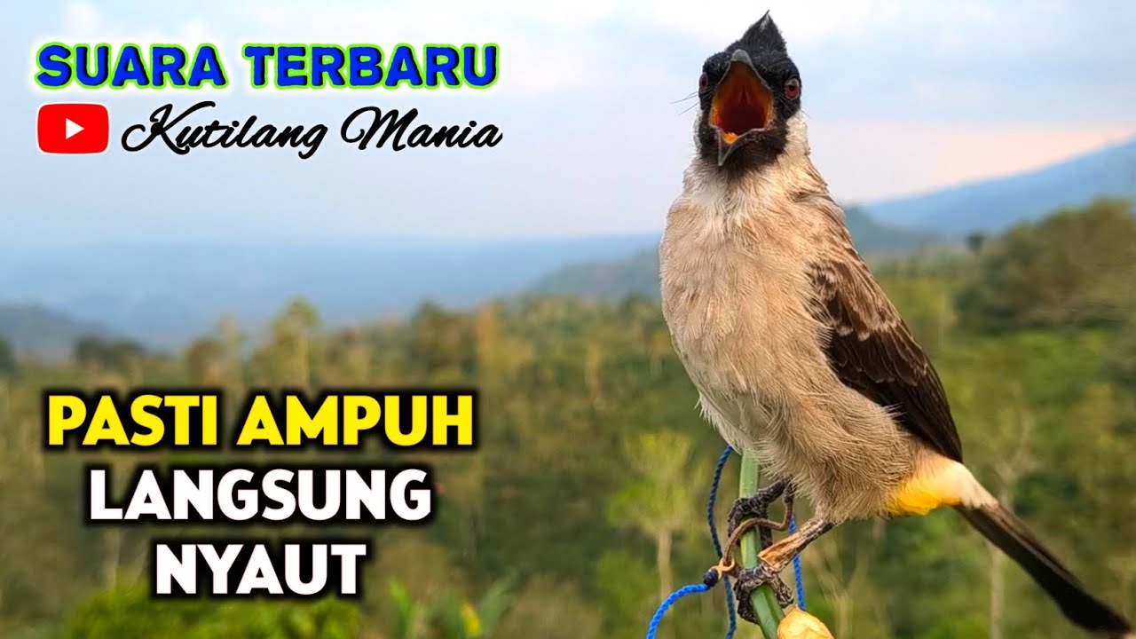 Suara Burung Kutilang Gacor Terbaru Pasti Ampuh Semua Kutilang Langsung Nyaut Bunyi