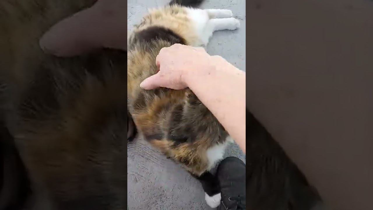 Hunting instincts in cats.