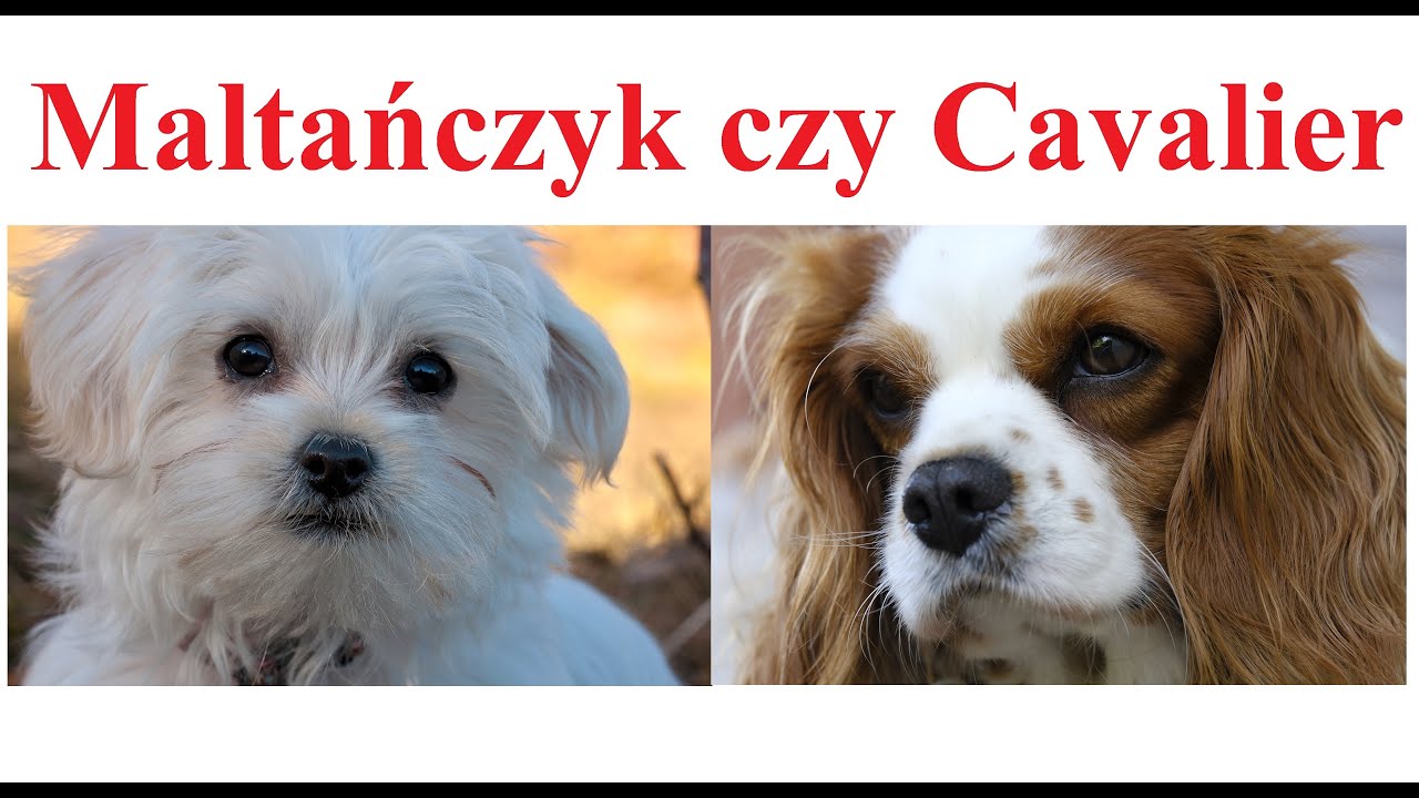 Maltańczyk czy Cavalier King Charles Spaniel + ktrego wzbra