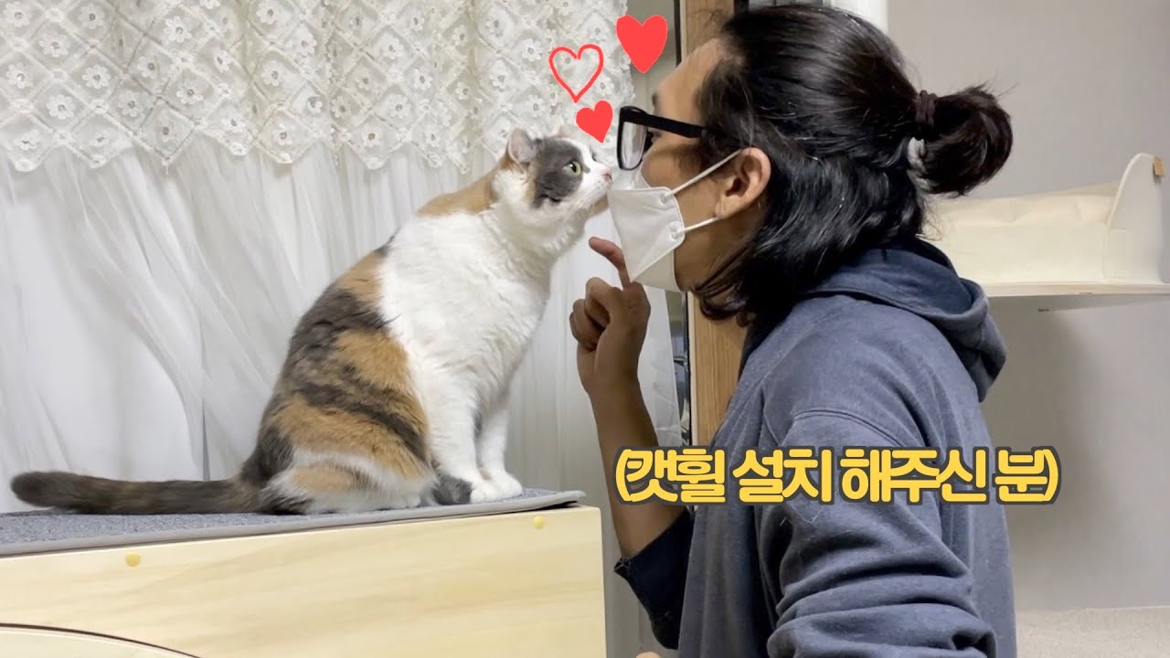 90만원짜리 캣휠 샀다가 쫀떡이 뺏길 뻔 했어요...