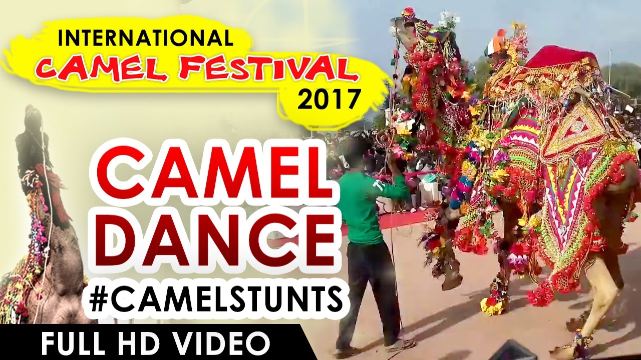 CAMEL DANCE | Camel Festival  |  Rajasthan Tourism