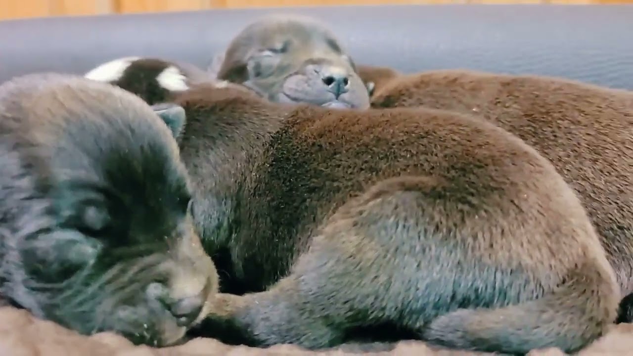 Tails Fosters! How To Foster Pregnant Nursing Dog Moms