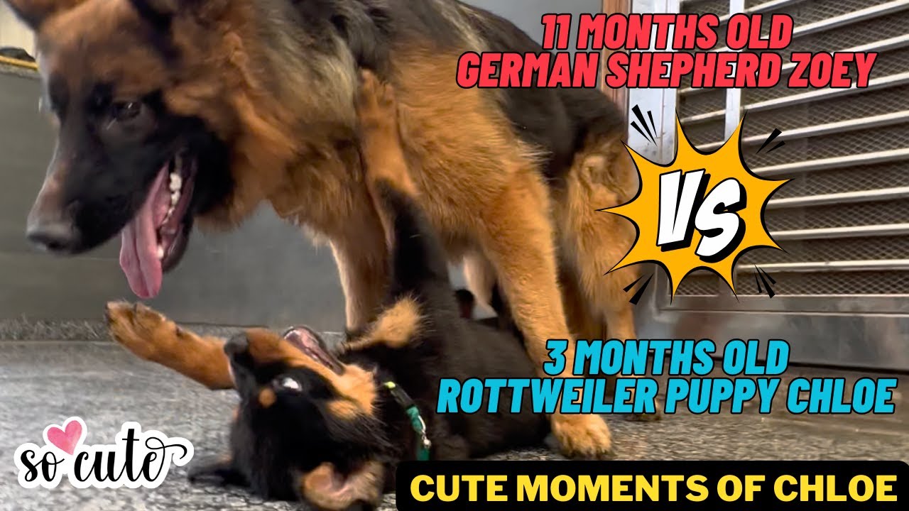 Rottweiler Puppy Chloe Pinned Down By German Shepherd Zoey: Cute Moments Of Chloe