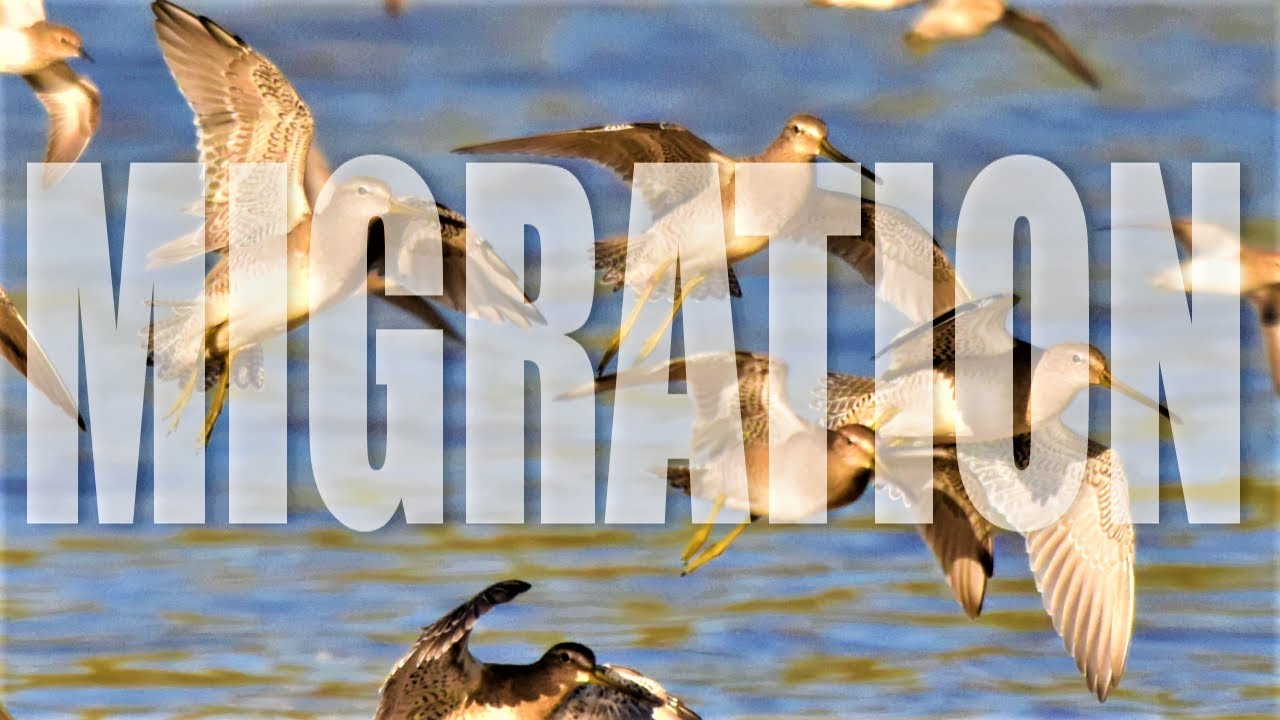 Why Birds Migrate and How to Protect Them (ft. some ZooTubers)