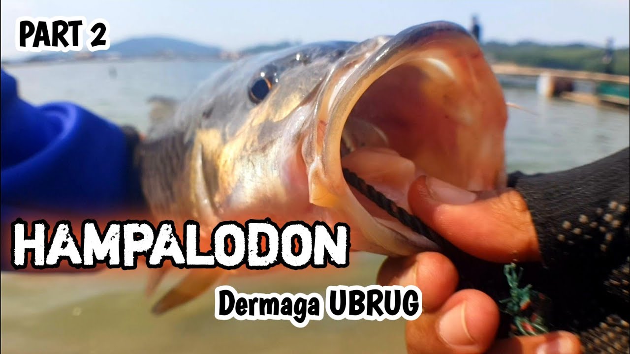 SPOT MANCING HAMPALA JATILUHUR UBRUG || Mancing Jatiluhur Part 2 colab @mansurmimpi   @Dezanfishing
