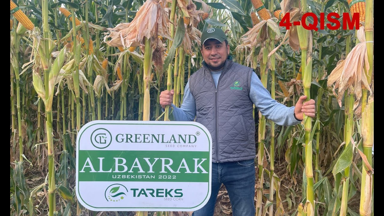 TAREKS фирмасининг барча навдаги уруғлари Greenlandseed фирмасининг синов ерларида синалган холати.