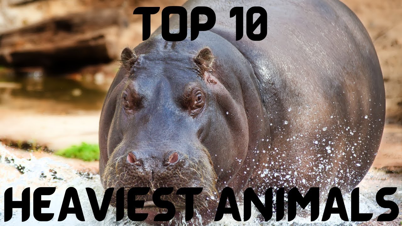 Top 10 Heaviest Animals