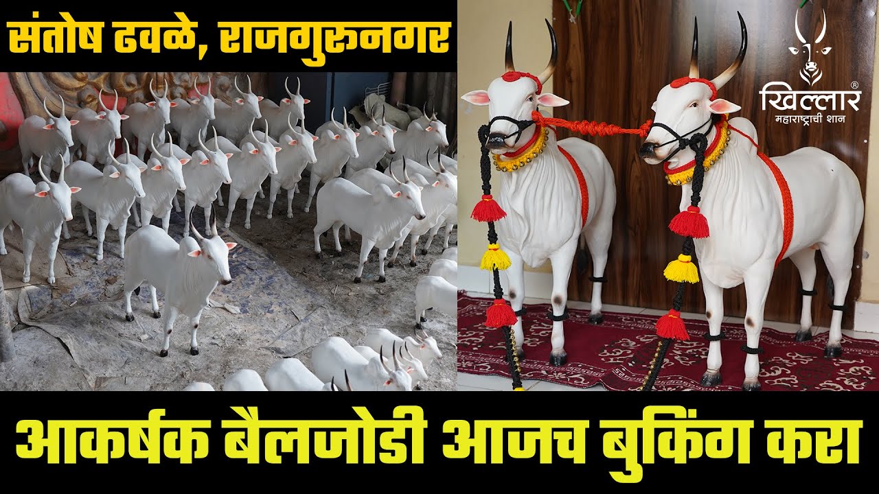 आकर्षक बैलजोडी आजच बुकिंग करा । संतोष ढवळे, राजगुरूनगर । Khillar Maharashtrachi Shaan | 2021