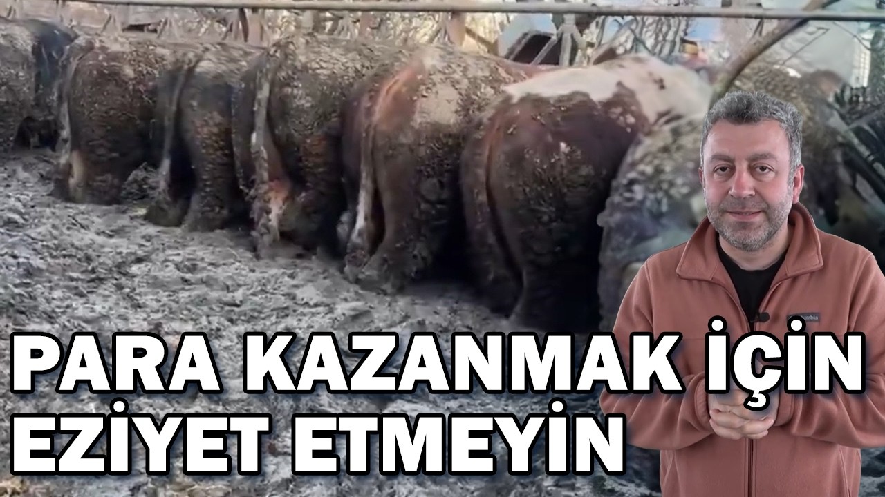 Para Kazanmak İ&ccedil;in Hayvana Eziyet Etme Yerin Kadar Hayvan Bak / Verimli &Ccedil;iftlikler