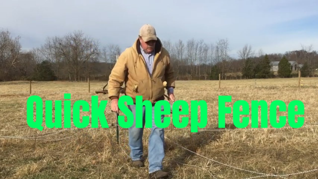 Temporary Electric Fence for Sheep