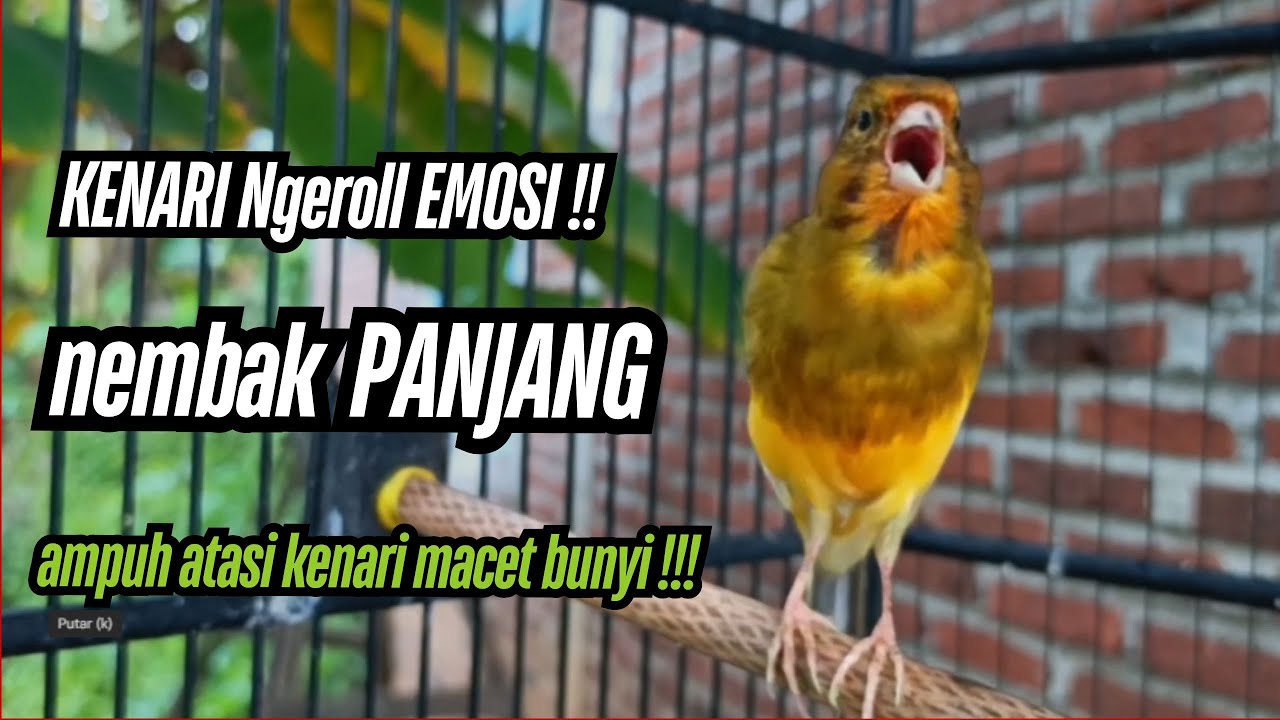 Kenari Cuit CUIT GACOR NGEREK AMPUH!! Masteran Kenari PAUD dan Pancingan Kenari MACET BUNYI