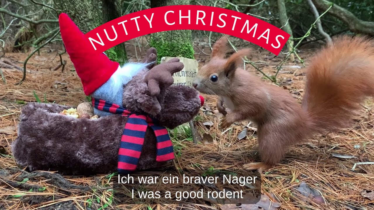 Eichhörnchen Entertainment - Flauschiges Rentier | Squirrel Entertainment - Fluffy Reindeer