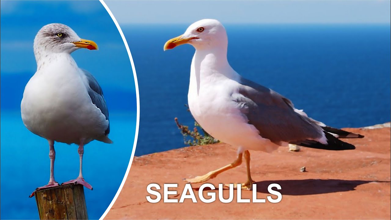 SEAGULLS (Funny pigeon video)