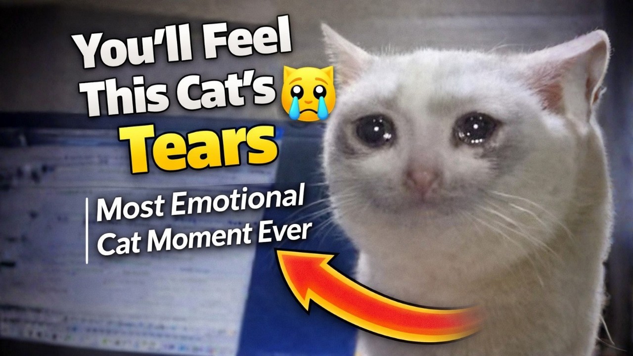 You’ll Feel This Cat’s Tears 😿 | Most Emotional Cat Moment Ever