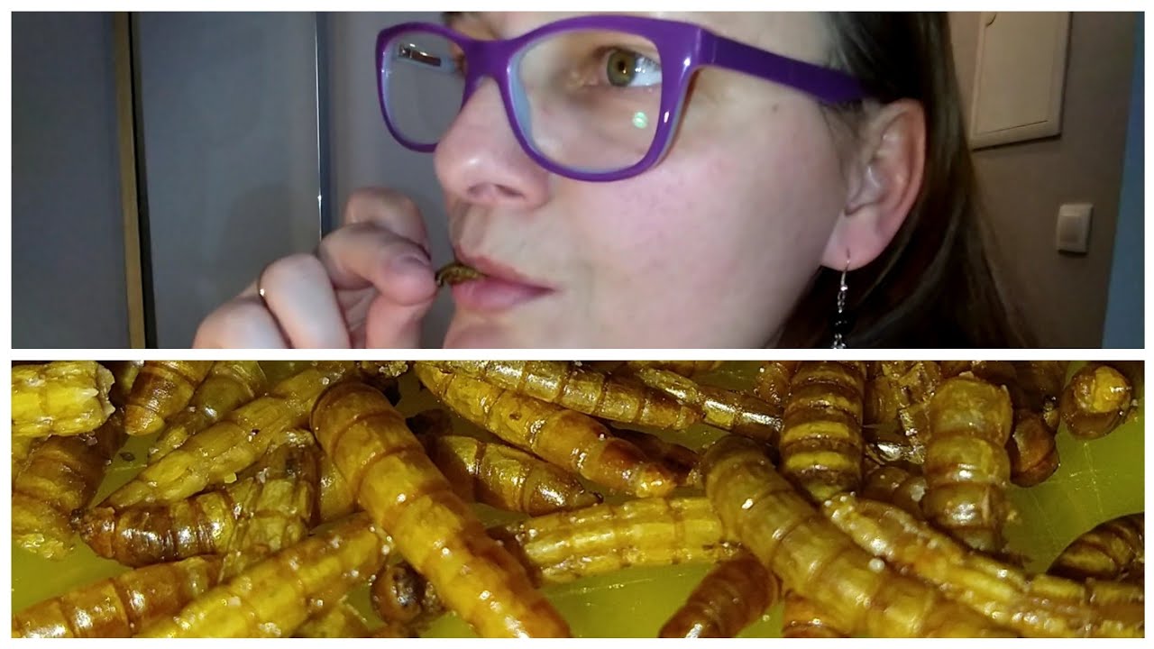 🐛Jadalne Robaki z paki. 🐛 Testujemy larwy tenebrio molitor 🐛➡️Na luzie. Mącznik młynarek.😱👀 Odc 1316