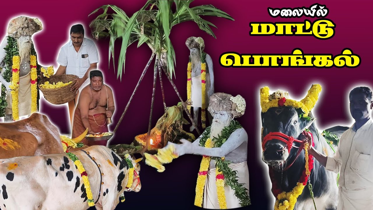 மலையில் மாட்டு பொங்கல் I மகாதேவமலை
