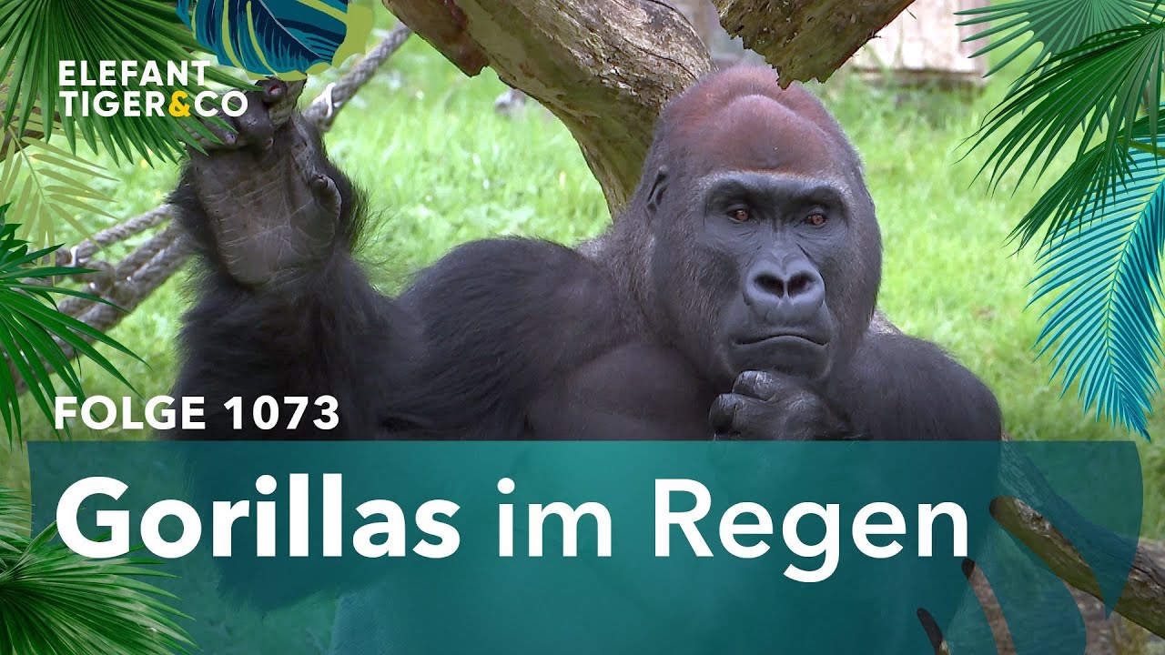 Es gibt solche und solche Tage! (Folge 1073) | Elefant, Tiger & Co. | ARD