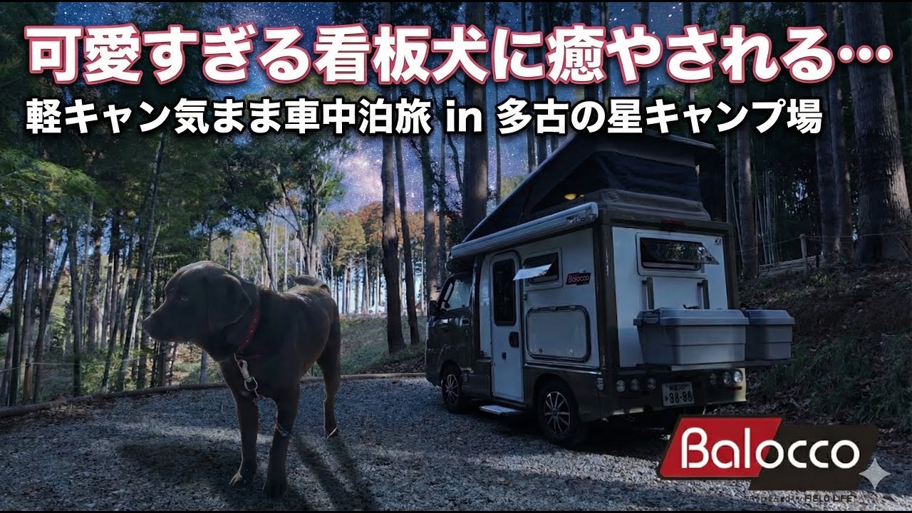 【癒やし】可愛すぎる看板犬と過ごす、軽キャン気まま車中泊旅。千葉・多古の星キャンプ場へ【バロッコ ソロキャンプ】