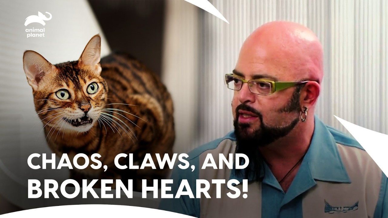 Cat Behavior Ends Couple's Relation? Will Jackson Save! | My Cat From Hell S2 E1,2,3| Animal Planet