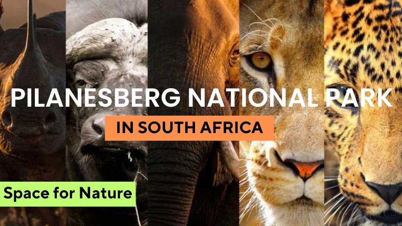 Secrets of Pilanesberg National Park | South Africa | Safari