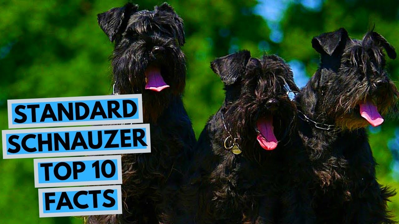 Sznaucer średni &ndash; TOP 10 ciekawostek