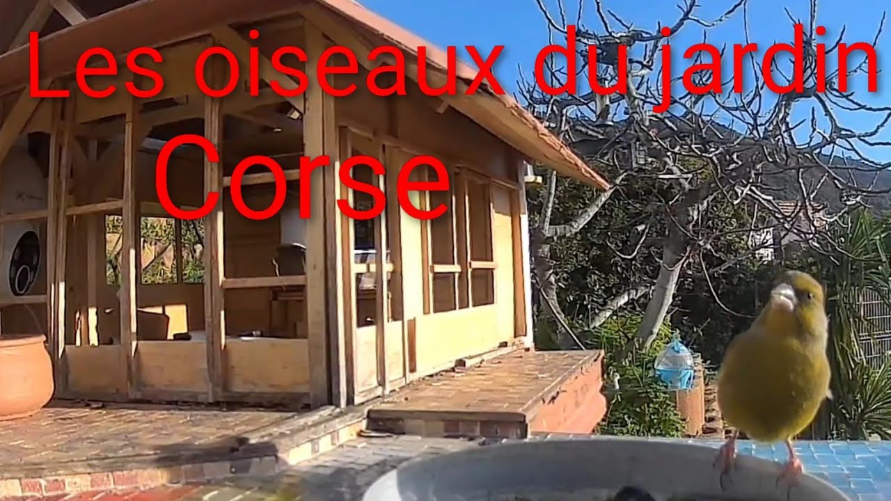 Les oiseaux du jardin 🐦🏡 #corse #Oiseaux #jardin  #bird #nature