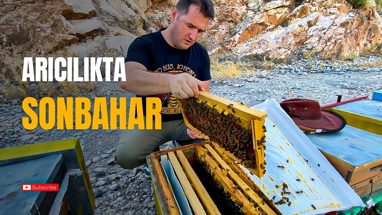 Sonbaharda Arıcılık | Eşek Arıları ve Varroa Mücadelesi 🐝🍂