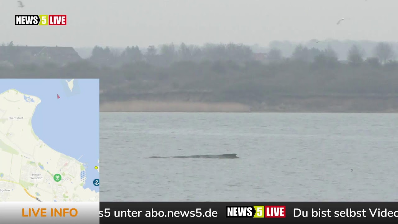 LIVE: Wo ist Buckelwal 