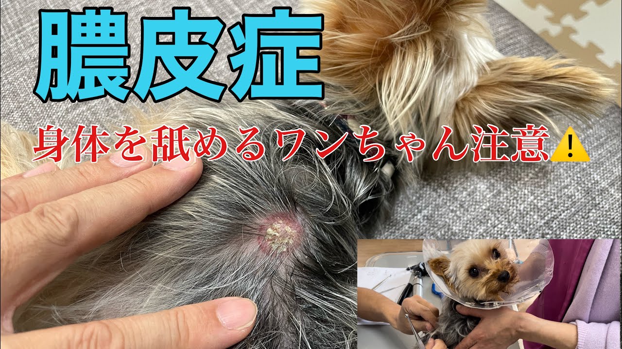 【膿皮症】ワンちゃんが身体をペロペロ舐めていたら注意してあげてください。皮膚病の可能性が高いです。