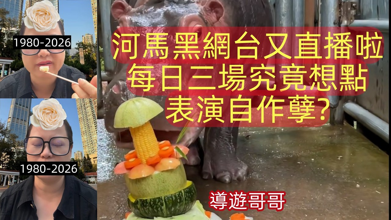 2026.2.24 河馬黑網台又直播啦,每日三場究竟想點?表演自作孽?#香港01 #星島娛樂 #am娛樂