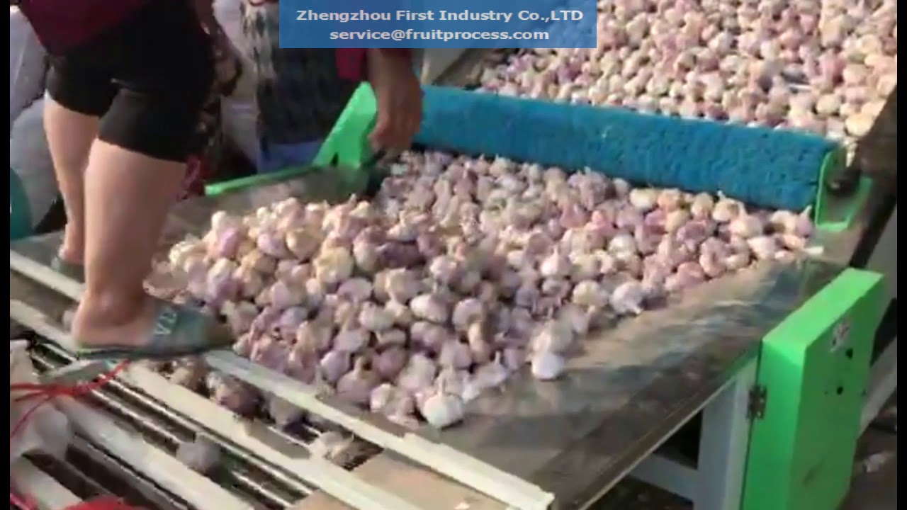 Garlic processing in China，popular garlic grader in China
