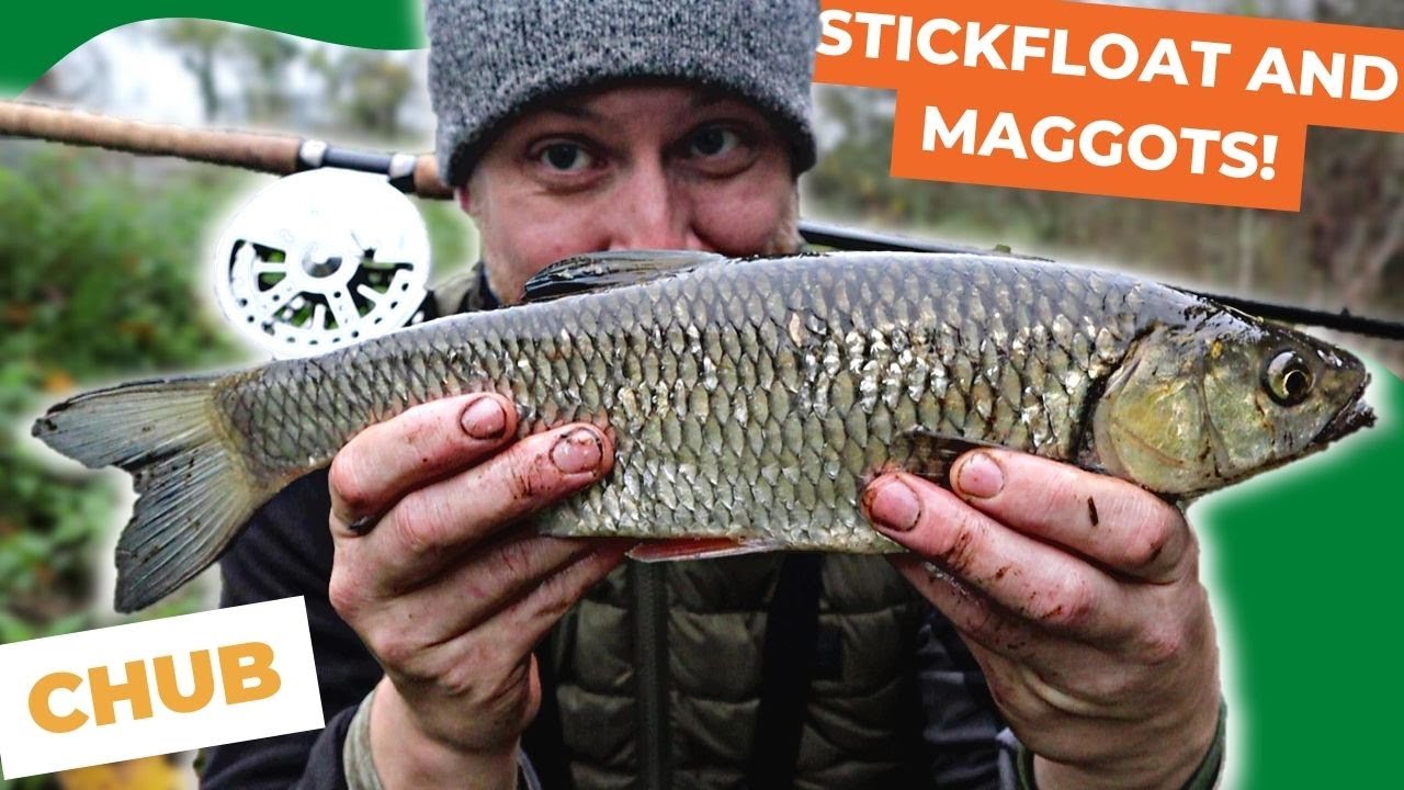 Chub fishing with Centrepin and Stick Float