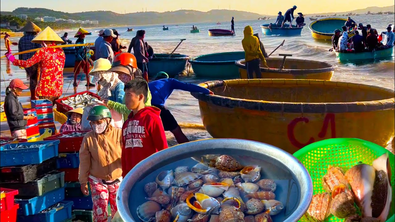 Hàng Tấn Hải Sản Đưa Vào BÃI SAU MŨI NÉ║ĐỒI CÁT BAY 18 Màu Sắc.