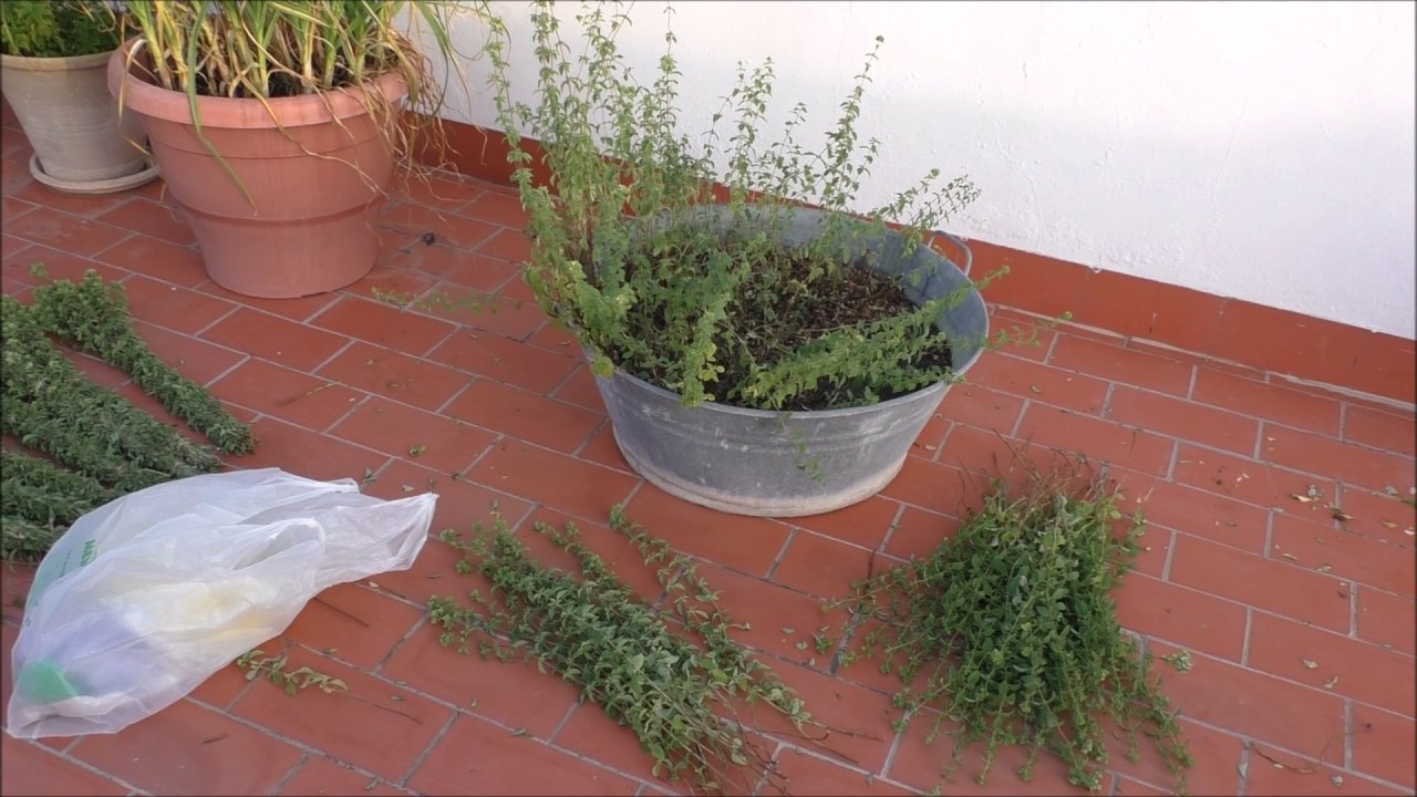 RECOGIDA Y SECADO  DE ORÉGANO ECOLÓGICO EN MI AZOTEA 2017.