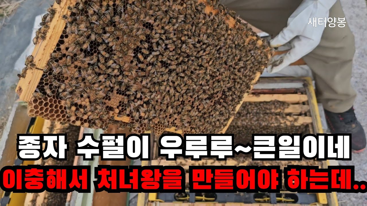 춘삼월 산란진행상황 확인내검/막계상 올리기/#양봉 #bee #beekeeping #양봉교육  #automobile 