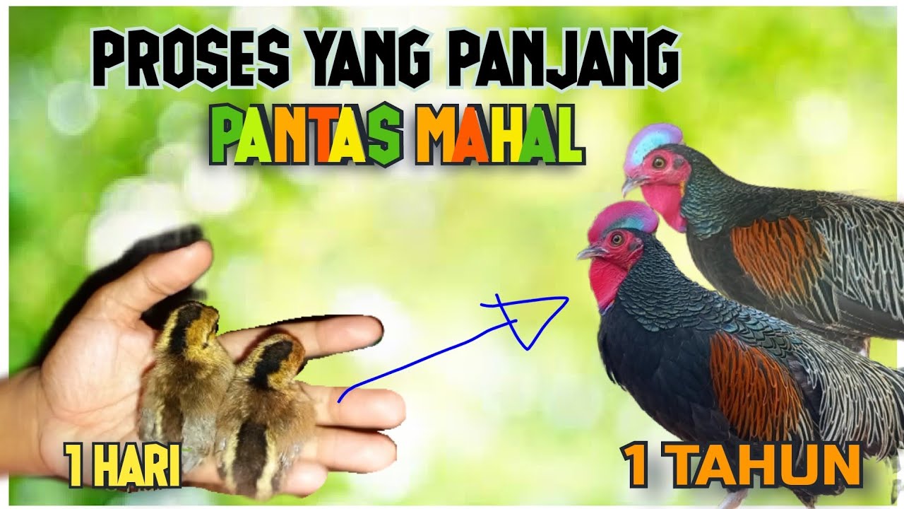 Begini Proses Pertumbuhan Ayam Hutan Hijau