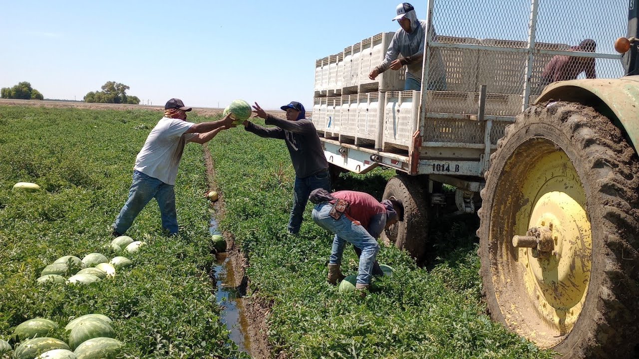 increíble 😱así es como levantan la sandía 🍉 en petterson California 😱🍉💵🇺🇲🥵💥