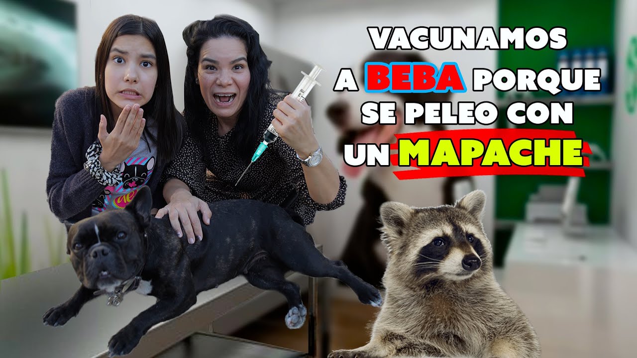 LA BEBA MORDIÓ A UN MAPACHE Y LA LLEVAMOS A VACUNAR | AnaNana TOYS