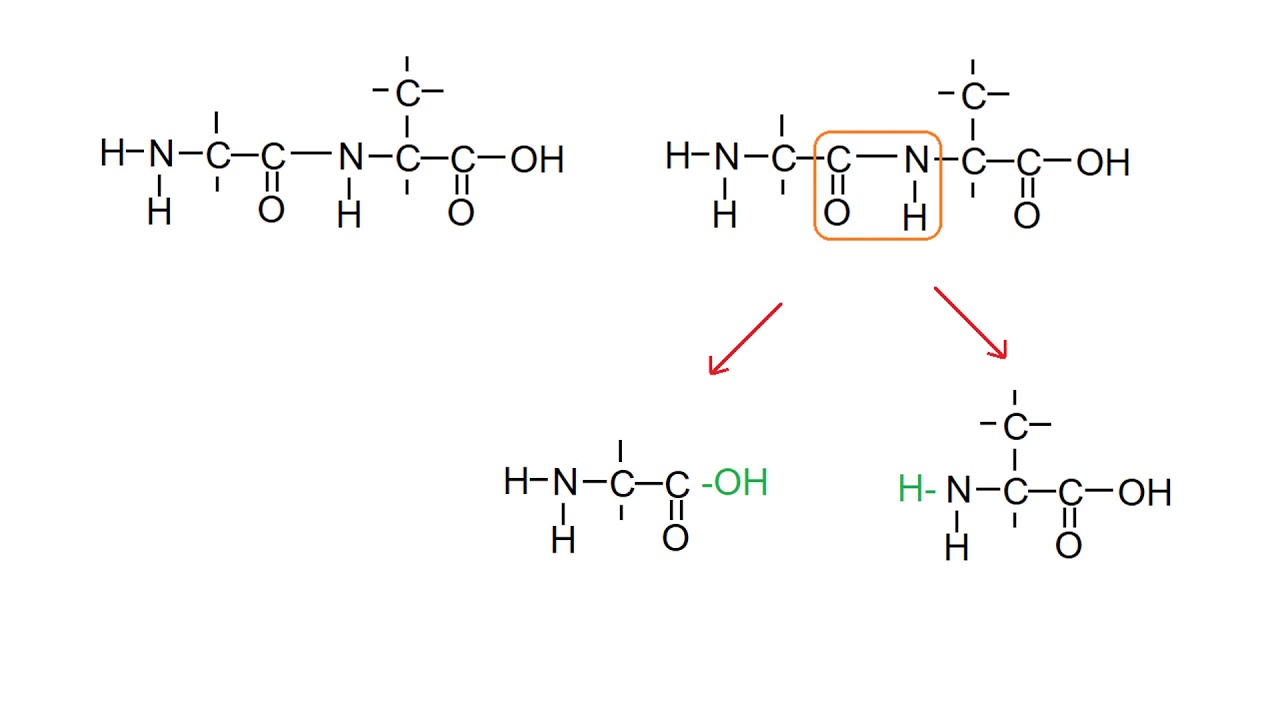 samenvatting havo biochemie