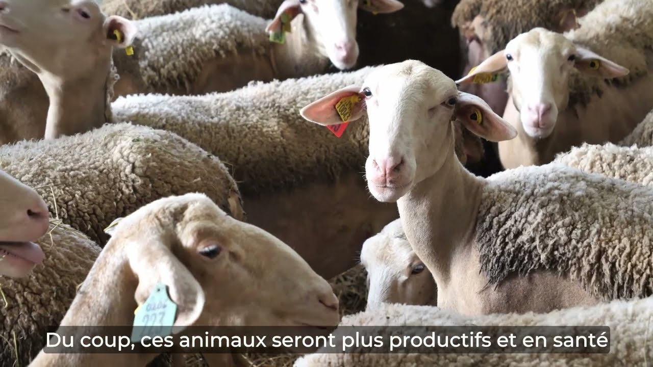 Témoignage LIFE GREEN SHEEP - LARZAC