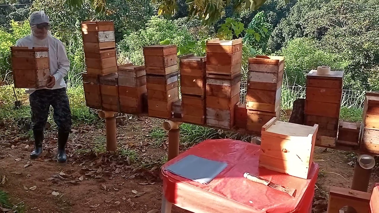 10 divisões de uruçu nordestina (Melipona scutellaris) em menos de 18 minutos.
