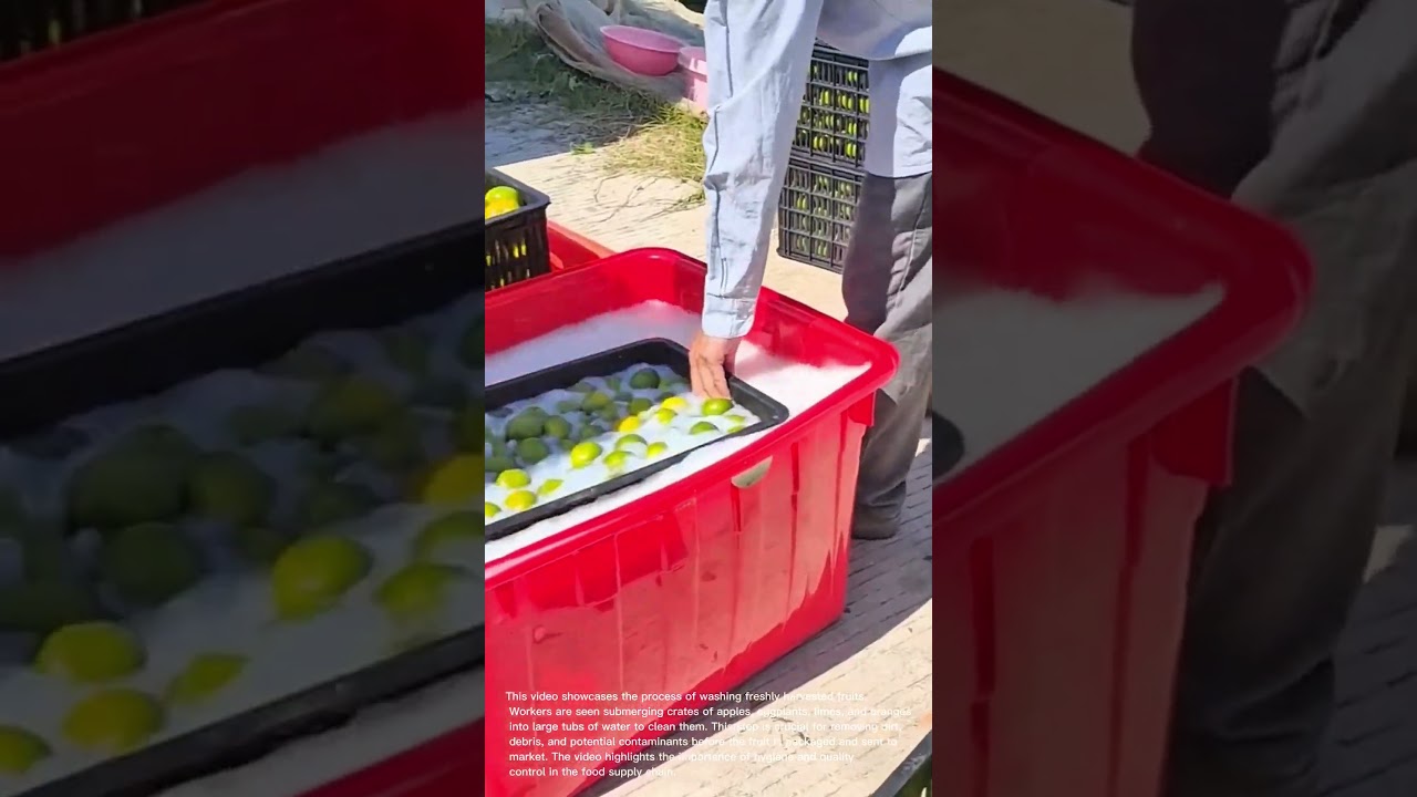 From Orchard to Market: See How Farmers Wash Freshly Harvested Fruit!