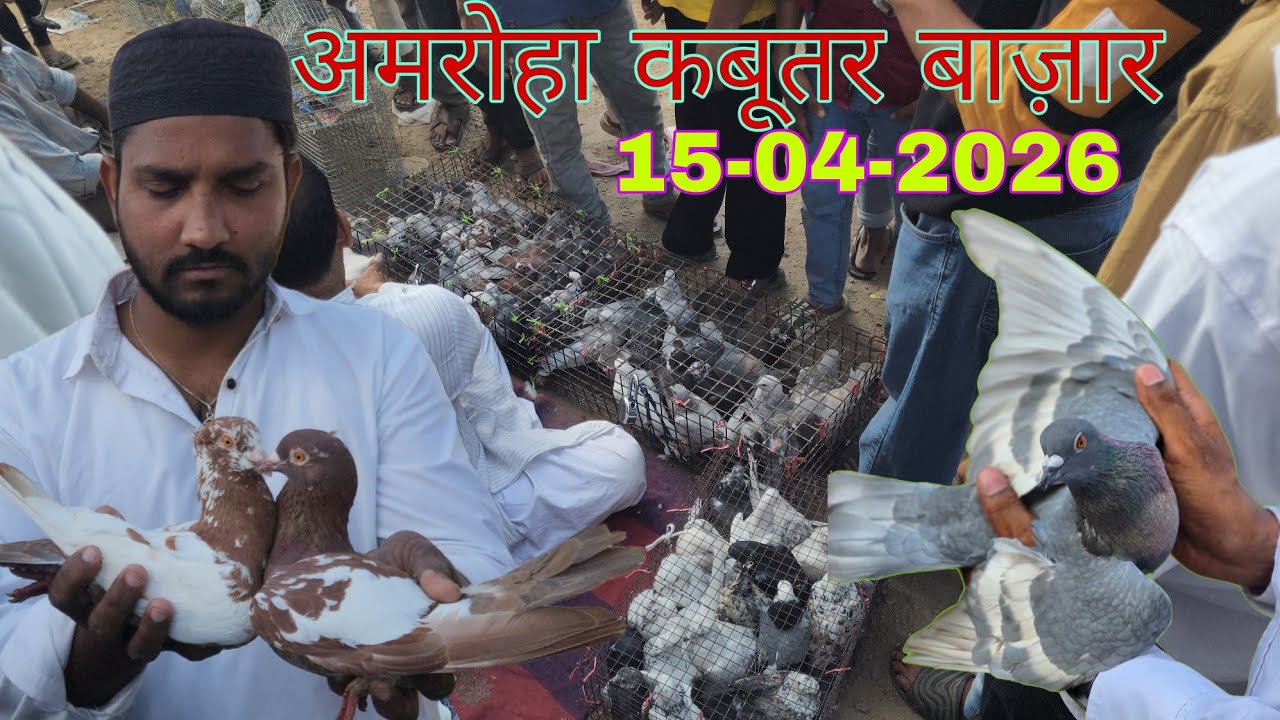 Amroha kabootar market 🕊️ 15-04-2026. अमरोहा कबूतर बाज़ार। Gola kabootar market.