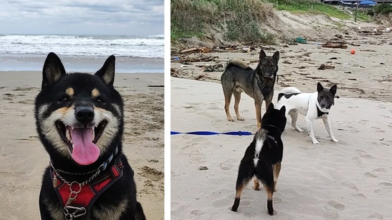 海へキャンプに行ったら柴犬にとって最高の環境でした。【黒柴犬】【shiba inu】【豆柴】【犬とキャンプ】