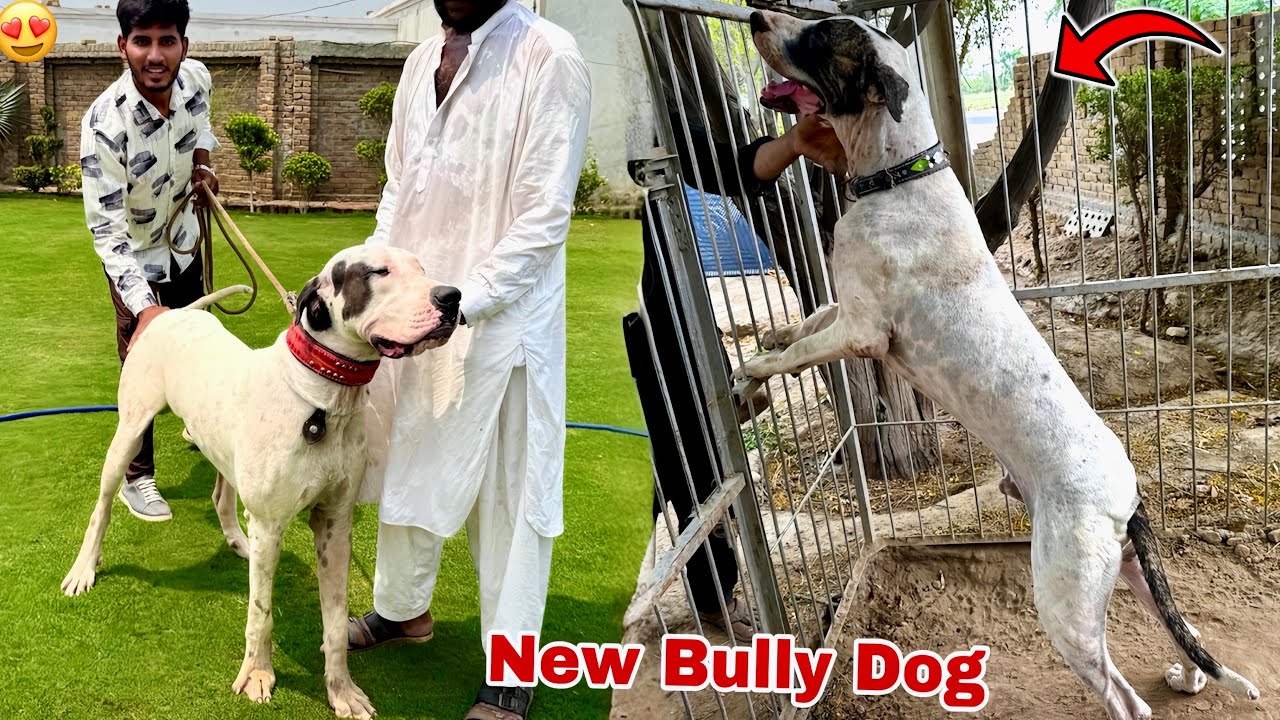 Hum Ny New Heavy Bully Dog Select Kr Liya😍