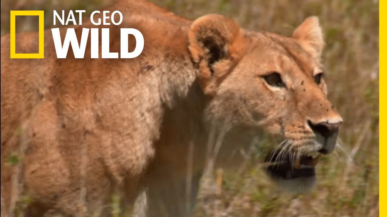 How Savannah Lions Hunt | War of the Lions