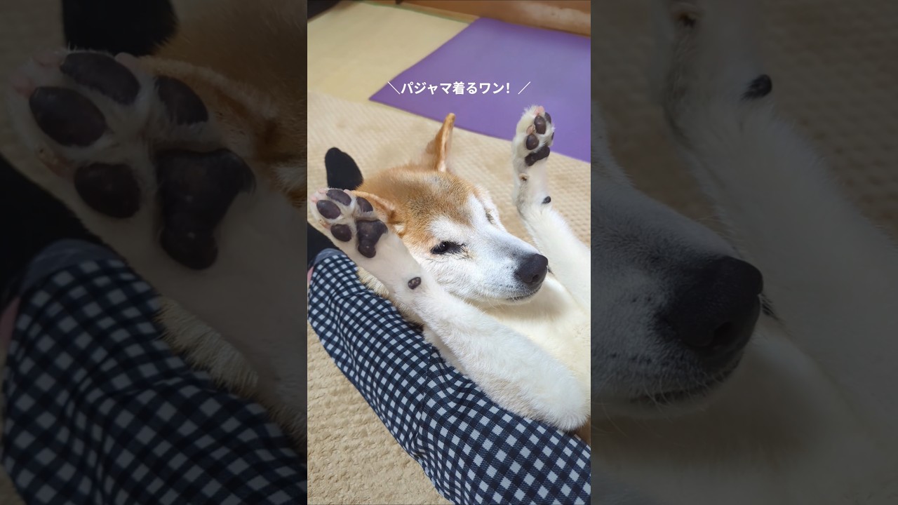 ボクのお気に入りパジャマ　 #shiba #柴犬
