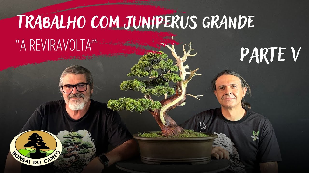 TRABALHO COM JUNIPERUS GRANDE - PARTE V - 